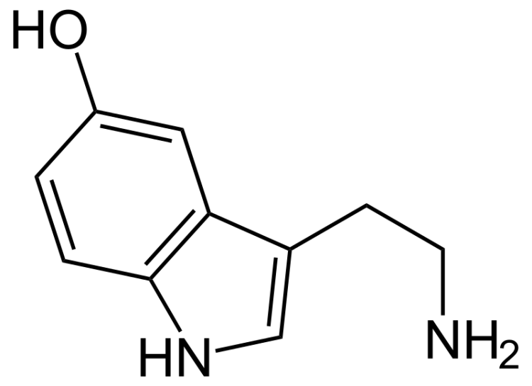 agorafobi-Agoraphobia-serotonin